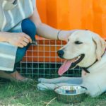 犬にネイティブレベルの日本語で話しかける飼い主は科学的に間違っている