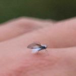 ロスレスは容量の無駄でしかなくMP3の320kbpsで十分だったという話