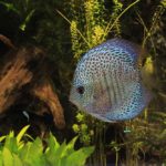 なぜ日本だけがLINEに支配されているのか -国も企業も個人も“一企業のアプリ”に依存する異常性-