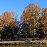 【条例違反】公園での犬の散歩という迷惑行為や危険行為について考える